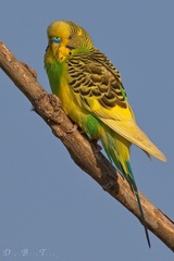 Melopsittacus undulatus domesticus