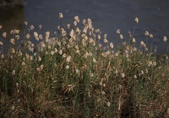 Aeluropus lagopoides