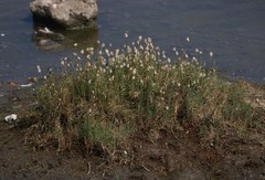 Aeluropus lagopoides