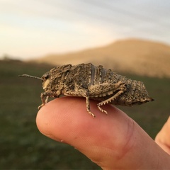 Nocarodes geniculatus