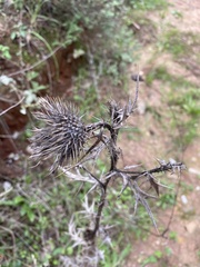 Cirsium vulgare