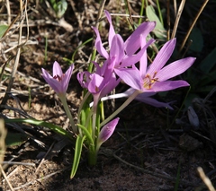 Colchicum cupanii