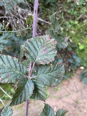 Rubus