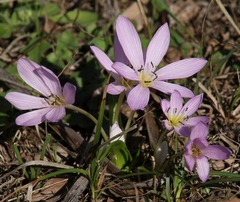 Colchicum cupanii