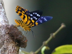 Dysphania subrepleta