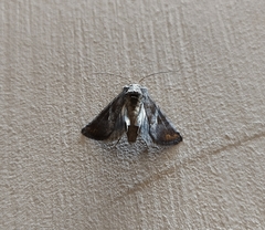 Lepidoptera