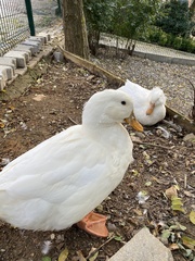 Anas platyrhynchos domesticus