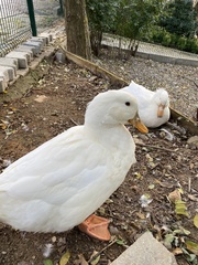 Anas platyrhynchos domesticus