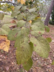 Tilia americana caroliniana