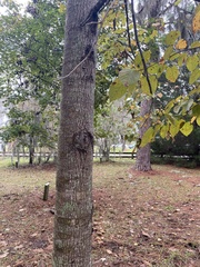 Tilia americana caroliniana