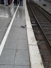 Columba livia domestica