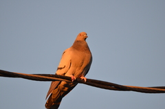 Columba livia domestica