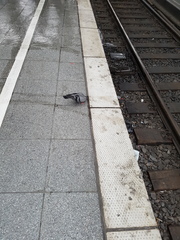 Columba livia domestica