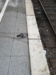 Columba livia domestica