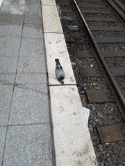 Columba livia domestica