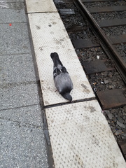 Columba livia domestica
