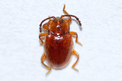 Danae testacea