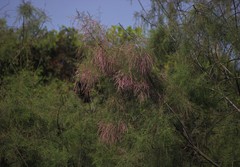 Tamarix