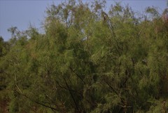 Tamarix