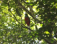 Apaloderma narina