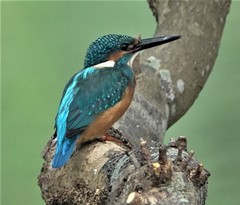 Alcedo atthis