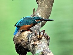 Alcedo atthis