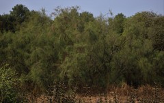 Tamarix