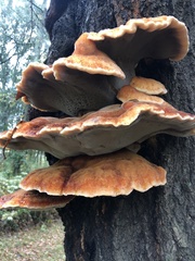 Inonotus quercustris