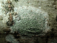 Buellia griseovirens