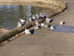 Columba livia domestica