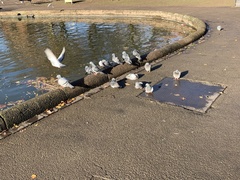 Columba livia domestica