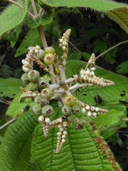 Miconieae