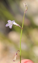 Lobelia patula