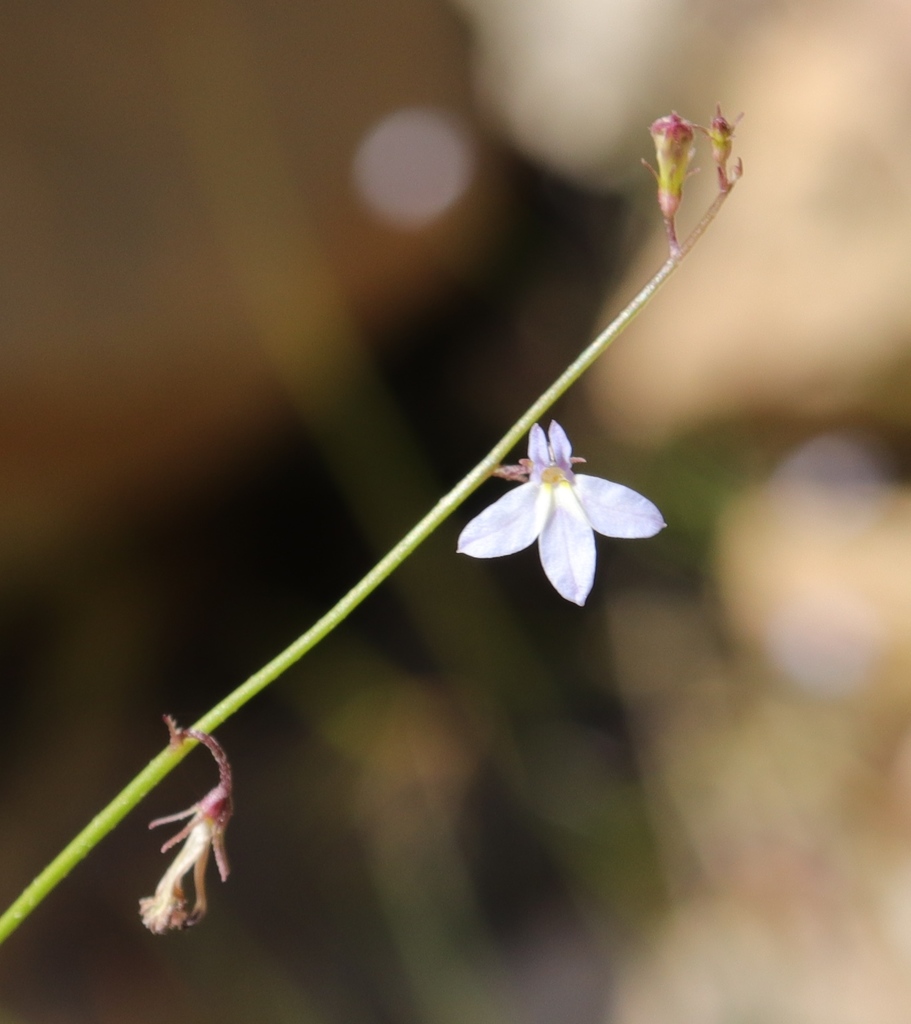Spoon Lobelia