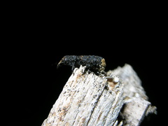 Platyrhinus resinosus
