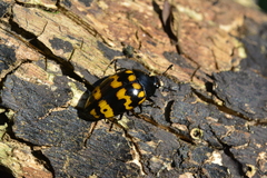 Iphiclus abdominalis