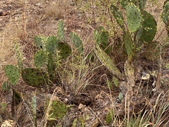 Opuntia pyrocarpa