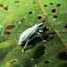 Compsus lacteus - Photo (c) Jason J. Dombroskie, some rights reserved (CC BY-NC), uploaded by Jason J. Dombroskie