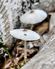 Leucocoprinus ianthinus