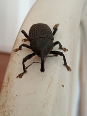 Homalinotus coriaceus