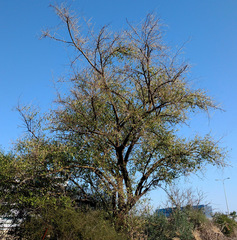 Ziziphus spina-christi