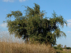 Ziziphus spina-christi