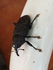 Homalinotus coriaceus