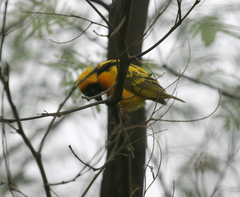 Ploceus cucullatus abyssinicus