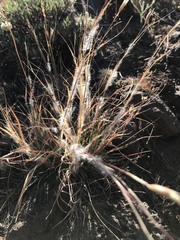 Danthonia unispicata