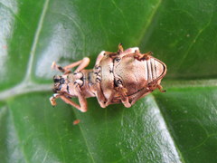 Platyomus marmoratus