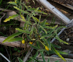 Solanum elaeagnifolium
