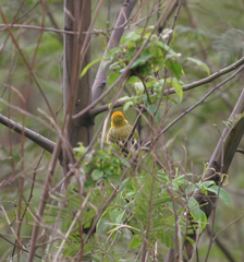 Ploceus cucullatus abyssinicus