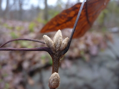 Quercus marilandica × velutina