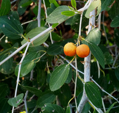 Ziziphus spina-christi